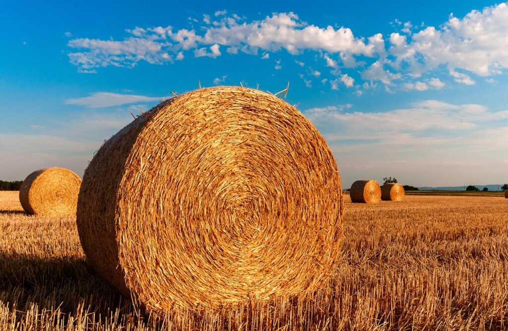 hay bales, round, farm-726976.jpg